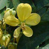 Senna bacillaris (L.f.) H.S.Irwin & Barneby